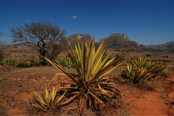 Рай для вазахов (Мадагаскар + Кения). (Фототрафик)