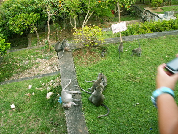 семья обезьян