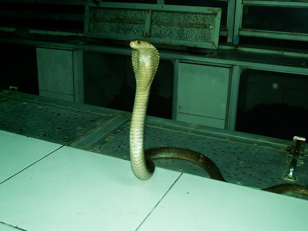 кобра