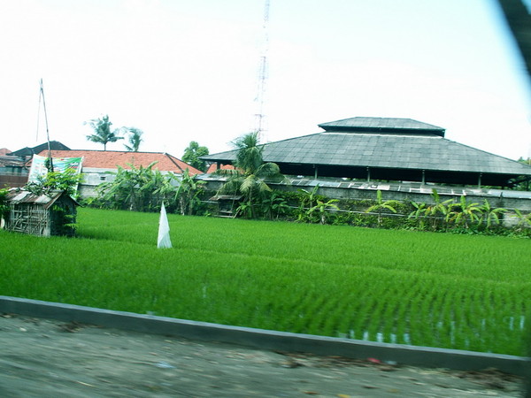 плантация риса
