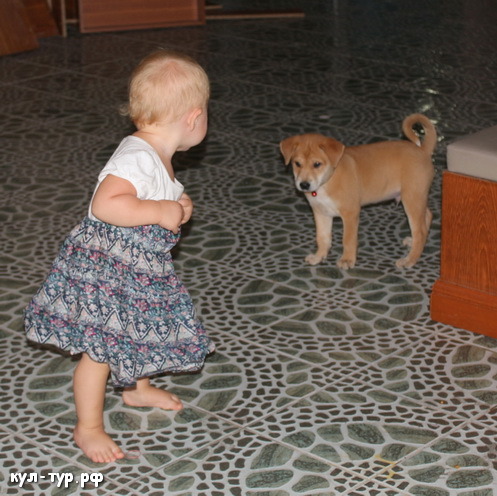 ребёнок играет с собакой