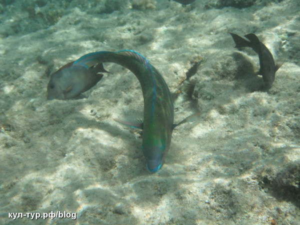 Красное море