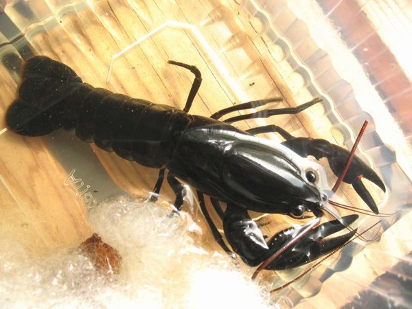 Cherax I-205