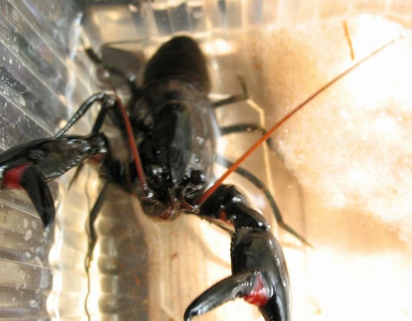 Cherax I-209