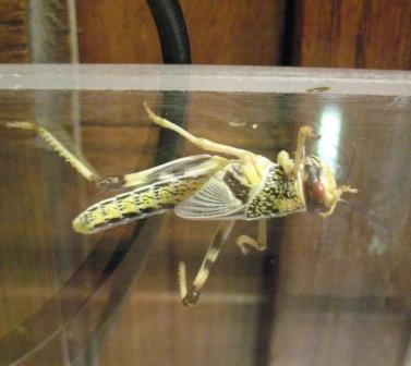 Выставка живых насекомых на биофаке МГУ I-456