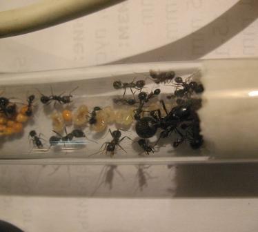 Выставка живых насекомых на биофаке МГУ I-462