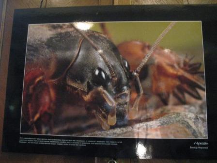 Выставка живых насекомых на биофаке МГУ I-472