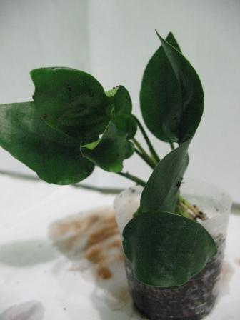 Растения для террариумов, палюдариумов, флорариумов и т.п. I-491