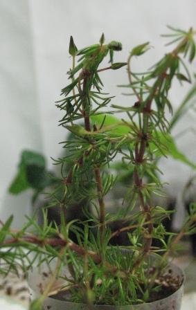 Растения для террариумов, палюдариумов, флорариумов и т.п. I-495