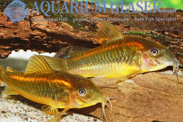 Новостные колонки Aquarium Glaser GmbH I-590