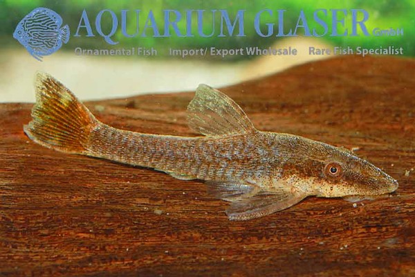 Новостные колонки Aquarium Glaser GmbH I-591