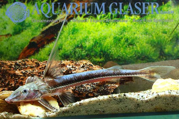Новостные колонки Aquarium Glaser GmbH I-592