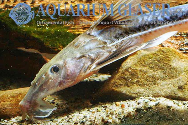 Новостные колонки Aquarium Glaser GmbH I-594