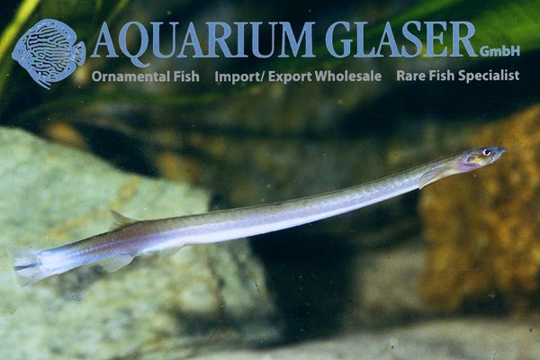 Новостные колонки Aquarium Glaser GmbH I-595