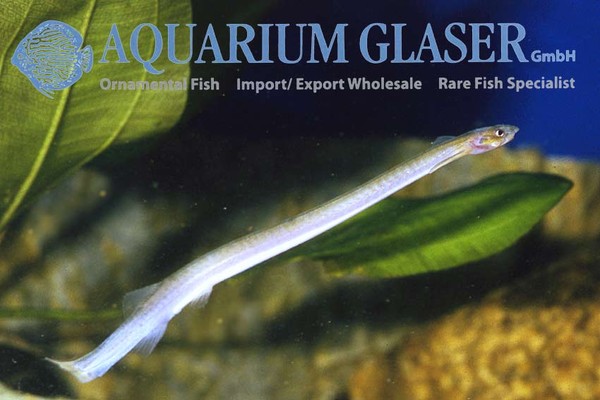 Новостные колонки Aquarium Glaser GmbH I-596
