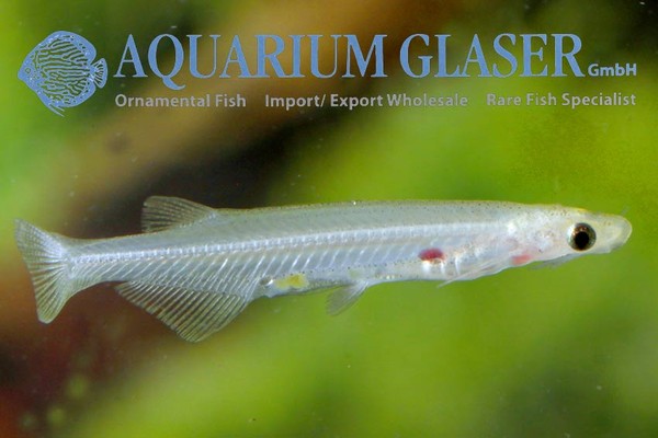 Новостные колонки Aquarium Glaser GmbH I-597