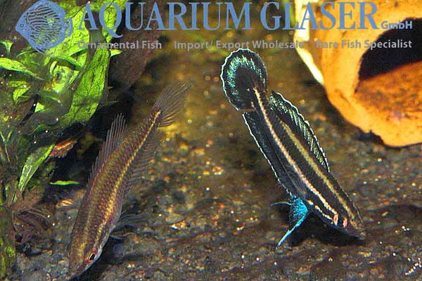 Новостные колонки Aquarium Glaser GmbH I-598