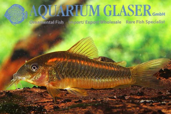 Новостные колонки Aquarium Glaser GmbH I-599