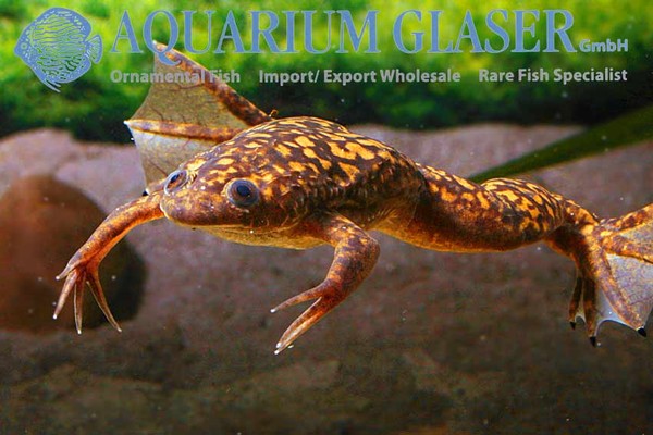 Новостные колонки Aquarium Glaser GmbH I-602