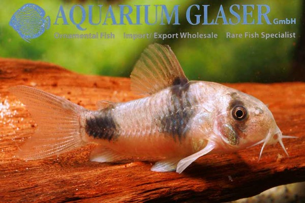 Новостные колонки Aquarium Glaser GmbH I-603