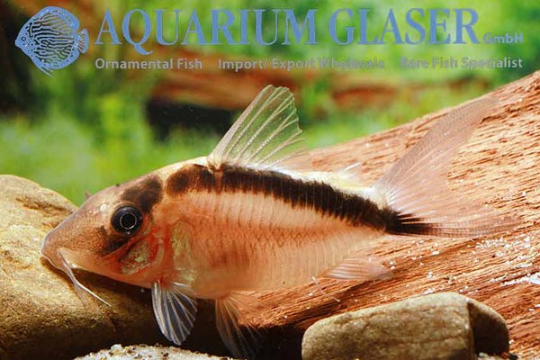 Новостные колонки Aquarium Glaser GmbH I-604