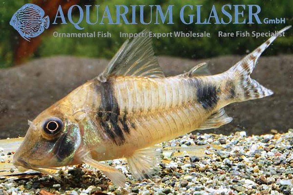 Новостные колонки Aquarium Glaser GmbH I-605