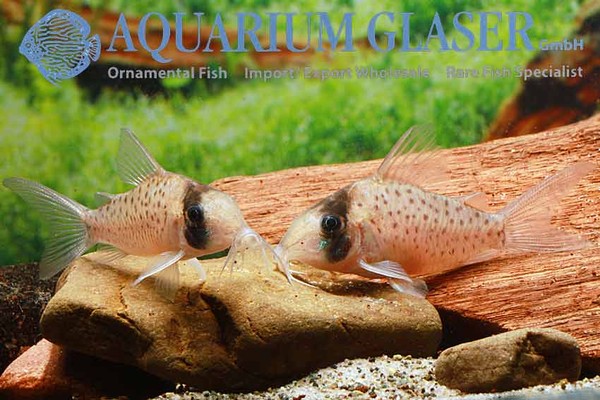Новостные колонки Aquarium Glaser GmbH I-607