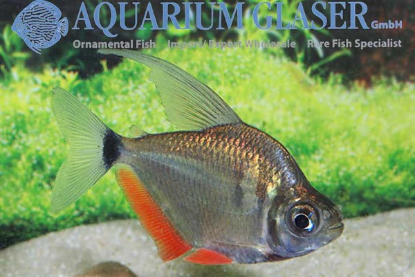 Новостные колонки Aquarium Glaser GmbH I-609