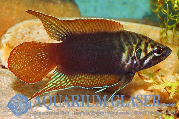 Новостные колонки Aquarium Glaser GmbH I-612