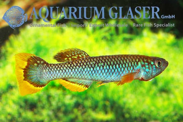 Новостные колонки Aquarium Glaser GmbH I-615