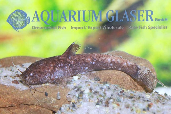 Новостные колонки Aquarium Glaser GmbH I-616