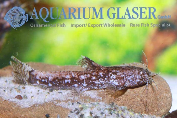 Новостные колонки Aquarium Glaser GmbH I-617