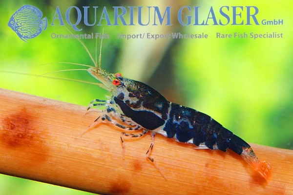 Новостные колонки Aquarium Glaser GmbH I-621