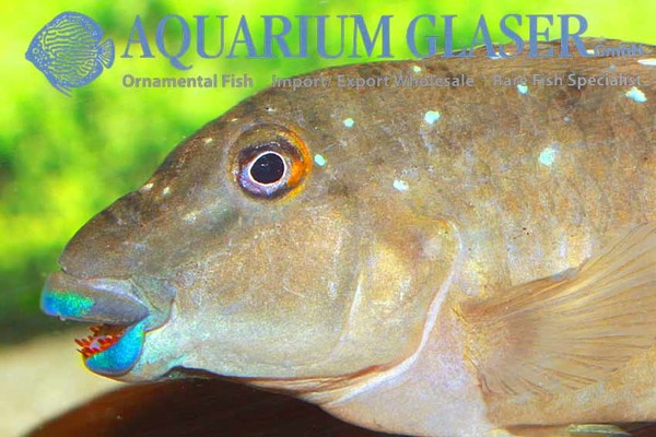 Новостные колонки Aquarium Glaser GmbH I-625