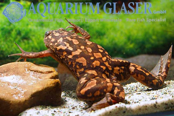 Новостные колонки Aquarium Glaser GmbH I-627