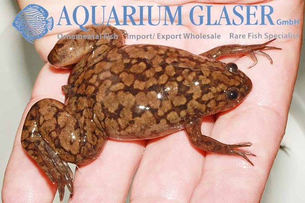 Новостные колонки Aquarium Glaser GmbH I-628
