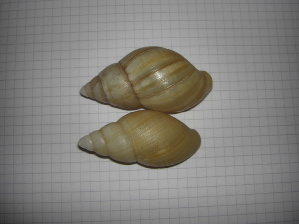 Achatina Iredalei I-2494