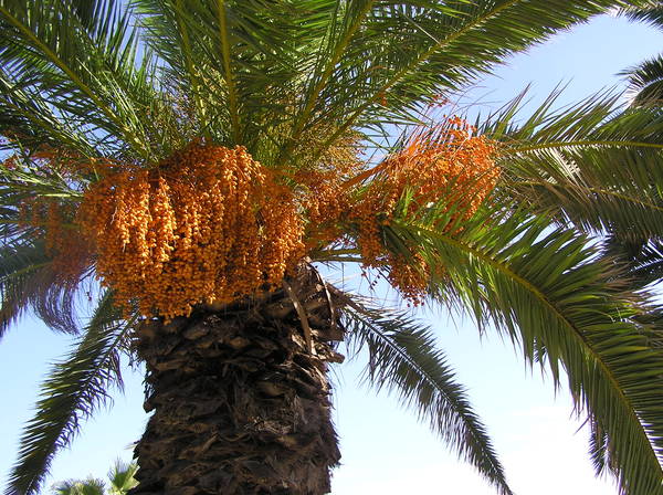 Финиковая пальма — Википедия