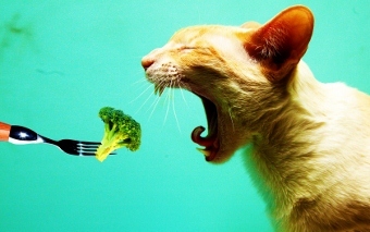 Продукты, которыми вы не должны кормить вашу кошку. 