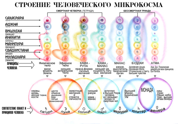 Строение человеческого микрокосма