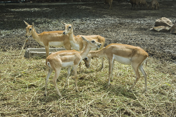 Safari Word или Khao Kheow Open Zoo