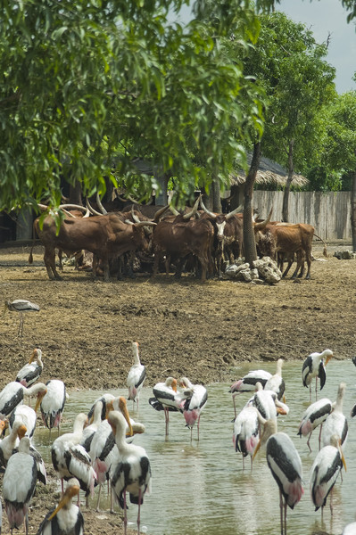 Safari Word или Khao Kheow Open Zoo