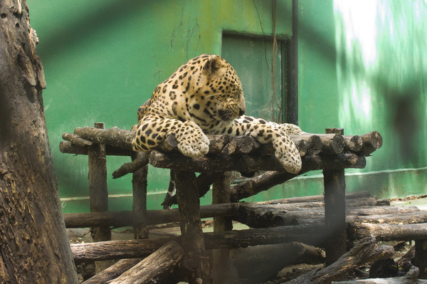 Safari Word или Khao Kheow Open Zoo