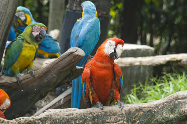 Safari Word или Khao Kheow Open Zoo