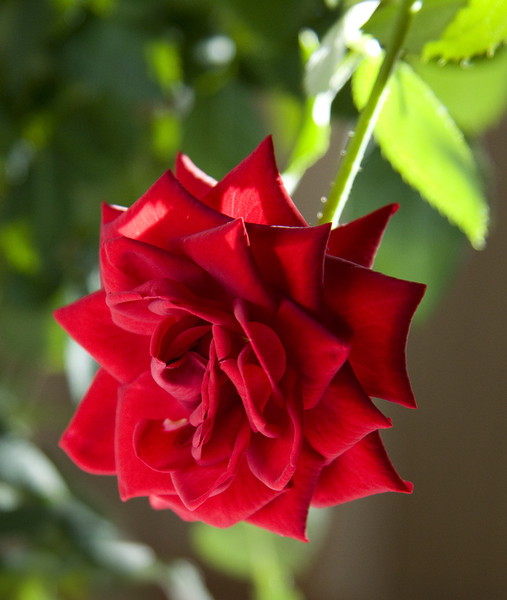 Моя роза, на которую я жаловалась вот здесь > > > , 