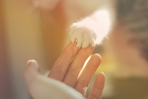White cat paws