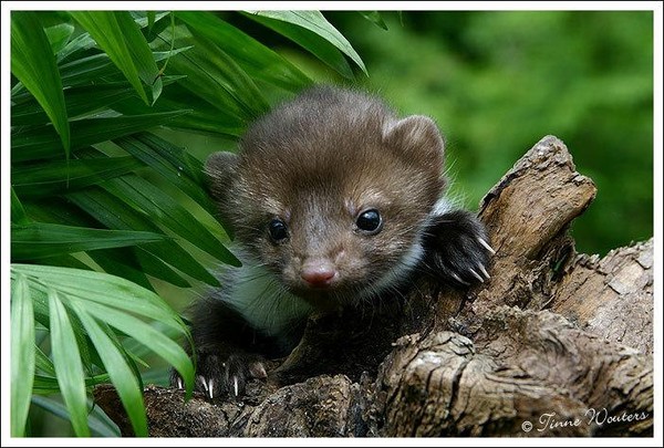 Épinglé sur Animal Bébés animaux, Animaux, Mignon
