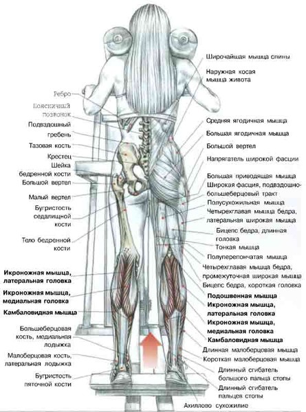 Накачать камбаловидную мышцу в домашних условиях Накачать камбаловидную мышцу в домашних условиях