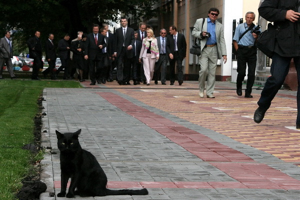 Тамбов. Черный кот и олигарх Прохоров 