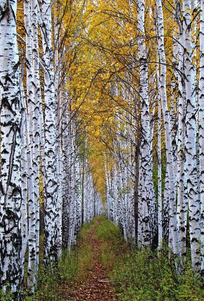 фото жёлтых цветов
